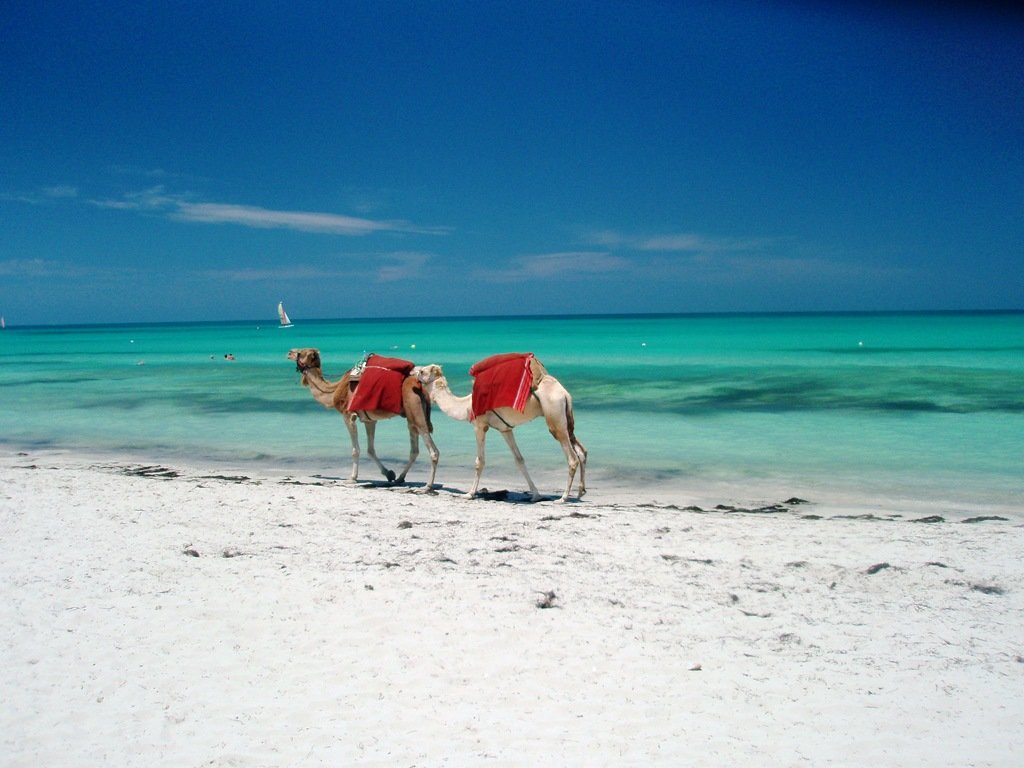 Djerba et ses dromadaires amoureux